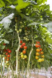 Image du Maroc Professionnelle de  Avec l'introduction des cultures sous abris serres, la région de Dakhla est devenue en très peu de temps célèbre pour ces productions de fruits et légumes destinés à l’export.  Sous d’immenses serres, la production des tomates en grappes bénéficie d’un climat phénoménalement ensoleillé, tempéré et régulier, Mardi 21 Novembre 2006. (Photo / Abdeljalil Bounhar)